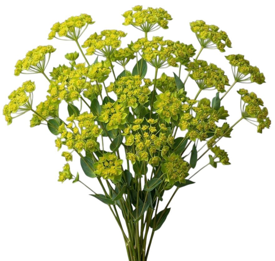 bupleueum flowers